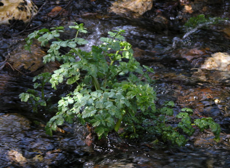 Oenanthe crocata